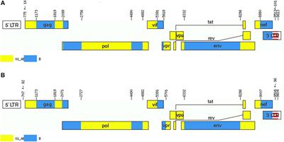 Identification of two near-identical novel HIV-1 unique recombinant forms (CRF01_AE/B) among men who have sex with men in baoding, hebei, China